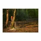 tronconneuse ryobi 36v lithiumplus brushlessbatterie 50ah 1 chargeur ry36csx35a 150 1 1 jpg